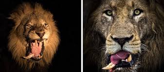 أسد يفتقد أحد أنيابه بعد أن خاض صراعا شرسا مع زرافة هكذا أصبح شكله الان lion animals