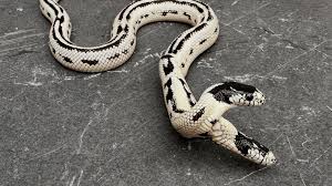 Rare two-headed snake is surprisingly thriving | Popular Science