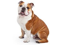 Why do bulldogs cost so much especially english bulldogs?in this video i will be going over some of the main reason they cost and should cost as much as. The English Bulldog Cost Guide With Calculator Petbudget