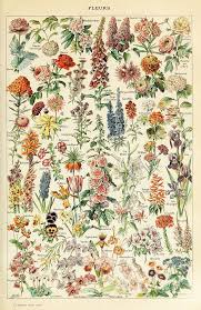 Black And White Botanical Prints Framed Fleurs Antique Botanicals Millot Poster Wall Art Museum Outlets Vintage Botanical Prints Botanical Poster Poster Wall Art