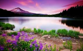 For our freshest, most beautiful blooms, please shop our florist's choice options, as we may be experiencing delays in receiving shipments of certain flower types. Beautiful Purple Sunset Above The Lake Wallpaper Nature And Landscape Wallpaper Better