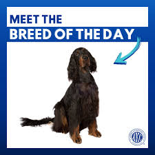 Image result for skotský setr gordonsetr