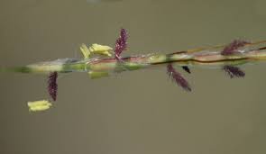 Image result for Bothriochloa bladhii