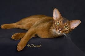 Image result for Aeschynomene abyssinica