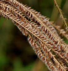 Image result for Eustachys