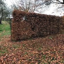 Image result for hornbeam hedge in winter