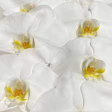 Check spelling or type a new query. Dakota Flower Company