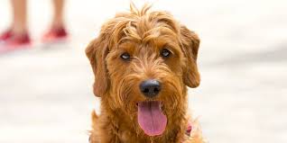 The fullgrown mini goldendoodles can grow up to 20 inches, which is 51 centimetres and weigh up to 50 pounds, which is 22 kilograms. Do Goldendoodles Shed How Much Do Goldendoodles Shed Do F1 Goldendoodles Shed Ultimate Shedding Guide Oodle Life