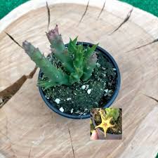 Image result for Orbea caudata