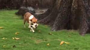 Video Puppy Love Mother Dog Carries Pups From Pouring Rain To Safety Daily Mail Online