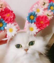 もういっちょ ふぅウサギ 顔は変わらず w 小悪魔ふぅちゃん チンチラシルバー 猫 ねこ ねこ部 ネコ部 ふわもこ部 ペコねこ部 みんねこ ピクネコ にゃんすたぐらむ ニャンスタグラム ペルシャ にゃんだふるらいふ ねこすたぐらむ 냥스타그램 ねこのきもち cat