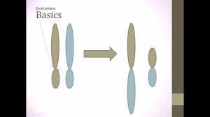 Recent papers in robertsonian translocations. Robertsonian Translocation Basics Youtube