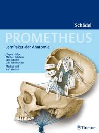Das blut durchfließt das herz in folgender reihenfolge: Prometheus Lernpaket Der Anatomie Schadel Von Schumacher Udo 2008 Medimops