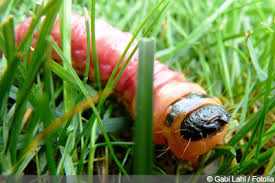 Weiss braune raupe namen bekannt tiere ungeziefer. Weidenbohrer Schadbild Und Mittel Zum Bekampfen Gartenlexikon De
