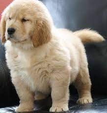 In all other respects, they are. Beautiful White Kc Registered Golden Retriever Puppies For Sale Retriever Puppy Golden Retriever Puppy Lover