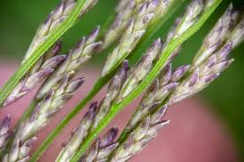 Image result for Lipocarpha chinensis