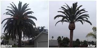 Hiring a professional team to come out and trim your trees costs more than doing it yourself, but it is the safest option. San Diego Palm Tree Trimming Palm Removal And Tree Pruning