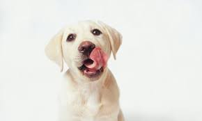 Check spelling or type a new query. Labradors May Be Genetically Hard Wired For Greed Genetics The Guardian
