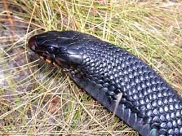 Image result for Indigofera subcorymbosa