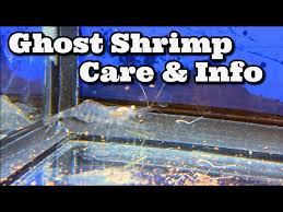 Their easy availability means that they are a common addition to many tanks. Ghost Shrimp Care Information How To Keep Care For Ghost Shrimp Glass Shrimp Youtube