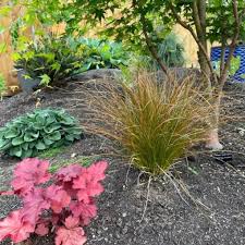 Image result for Carex cognata