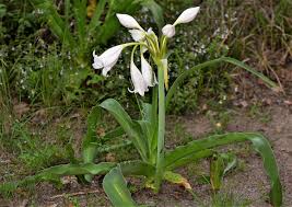 Image result for Crinum macowanii