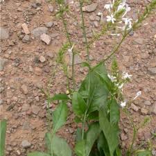 Image result for Plumbago ituriensis