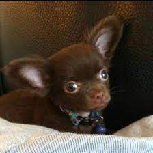 Love Chocolate Brown Chihuahuas Chihuahua Puppies Chihuahua Love Cute Chihuahua