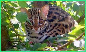 Raya kamojang km 3, samarang, garut, jawa barat telepon: 6 Kucing Hutan Asli Endemik Indonesia Yang Langka Ekor9 Com Ekor9 Com
