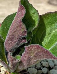 Image result for Aeollanthus subacaulis