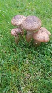 Deshalb ist vorbeugung hier besonders wichtig. Pilze Im Garten Sind Diese Essbar Pilze Sammeln