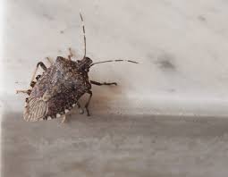 Learn how these smelly pests get into your house & how to get rid of them from earthkind. How To Get Rid Of Stink Bugs In Your Garden And Home Homes Com