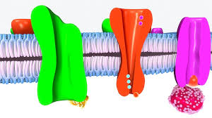 We did not find results for: Active Transport The Definitive Guide Biology Dictionary
