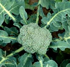 Check spelling or type a new query. Broccoli Growing Sowing Planting Harvesting Heads Of Broccoli
