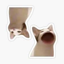 Bop Cat Gifts Merchandise Redbubble
