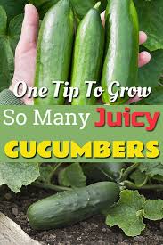 Check spelling or type a new query. One Tip To Grow So Many Juicy Cucumbers Cucumber Plant Growing Cucumbers Epsom Salt For Plants
