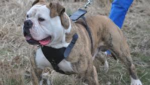 Five Things You Didn T Know About The Alapaha Blue Blood Bulldog