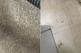 #how to get rid of maggots in a trash can. Maggots Falling From The Ceiling Leave Woman Struggling To Cope Nottinghamshire Live