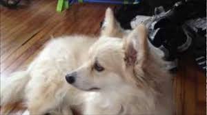 Maybe you would like to learn more about one of these? Corgi Pom Corgi Pomeranian Mix Info Pictures Facts Traits Doggie Designer