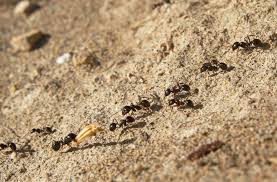 Pin Auf Ameisen Schnecken Ph Wert Gartenerde
