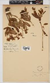 Image result for Eriosema pauciflorum