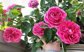 Các bước trồng hồng vô cùng đơn giản từ cành giâm ai đọc xong cũng thử nghiệm thành công