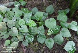 Image result for Piper guineense