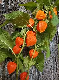 We did not find results for: Royalty Free Chinese Lantern Flower Photos Free Download Pxfuel