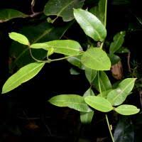 Image result for Secamone punctulata