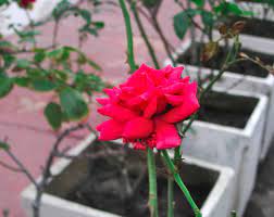 Being the foremost company, we are offering an exclusive array of rose tree. Planting A Rose Tree Technique And Timing From Containers Or Bare Root