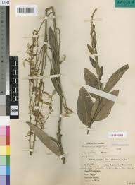 Image result for Droogmansia