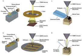 Download scientific diagram | schematic diagram of scanning electron microscope (sem) from publication: Sbf Imaging Using Sem And Lm To Create High Resolution 3 D Reconstructions Features Aug 2015 Biophotonics
