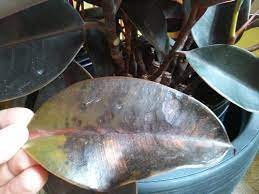 Bacterial and fungal diseases also can cause symptoms other than brown spots on rubber plant leaves, such as root rot and blights that damage the stems and leaves of young plants. Ficus Burgundy Rubber Plant Leaf Spots Drop