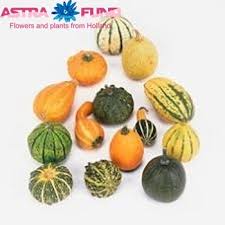 Image result for Cucumis hirsutus